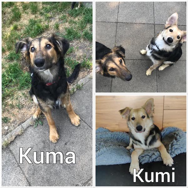 Portrait Kimi und Kuma